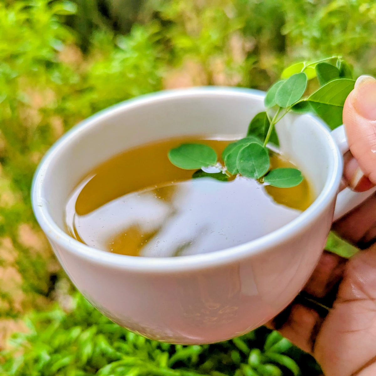 Moringa Leaves Herbal Tea (Moringa oleifera) - 100% Natural