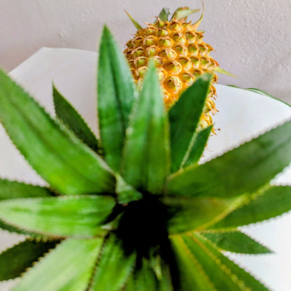 🍍 Premium Dehydrated Pineapple Slices